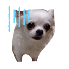 [LINEスタンプ] momoちゃんスタンプ♡