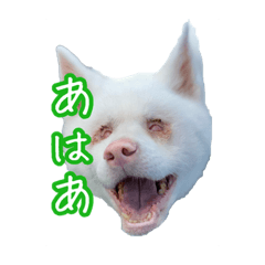 [LINEスタンプ] めはまどchannel