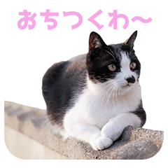 [LINEスタンプ] いつも心にハチワレを