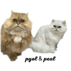 [LINEスタンプ] ペルシャ猫兄弟 ピョルとパール