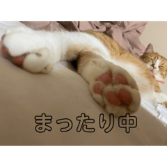 [LINEスタンプ] のんびりタイム 2匹
