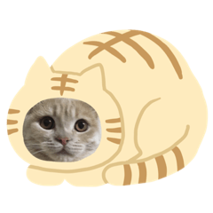 [LINEスタンプ] チャコ 2021冬
