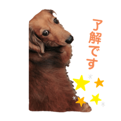 [LINEスタンプ] かわいい短足犬スタンプ