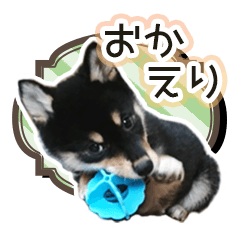 [LINEスタンプ] 黒柴犬の♡あいさつ♡スタンプ03 黒豆柴