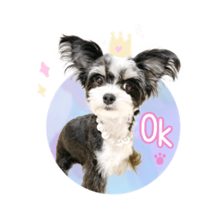 [LINEスタンプ] チワマル♡COCOのゆめかわスタンプ