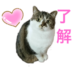 [LINEスタンプ] うちのあんずちゃん