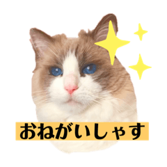 [LINEスタンプ] ラグドールのフーガ1