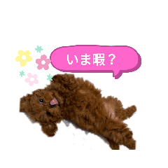 [LINEスタンプ] 愛犬のトイプードルのスタンプ