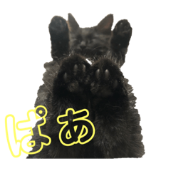 [LINEスタンプ] 黒猫 くぅちゃん