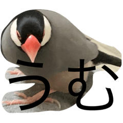[LINEスタンプ] 桜文鳥の日常2