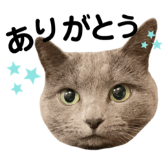[LINEスタンプ] 日常〜ネコver.〜