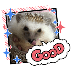 [LINEスタンプ] ハリネズミの可愛いphotoスタンプ2