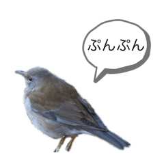 [LINEスタンプ] 野鳥のつぶやき2