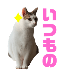 [LINEスタンプ] シマナツトラクゥスタンプ