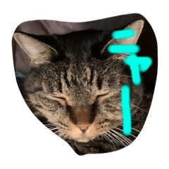 [LINEスタンプ] 仲良し2匹  猫スタンプ