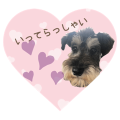 [LINEスタンプ] 出演/シュナのるると猫と皆様