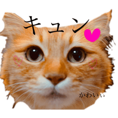 [LINEスタンプ] チャッピーと一緒Ⅳ