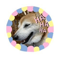 [LINEスタンプ] 柴犬 いち