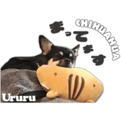 [LINEスタンプ] チワワのうるるスタンプ③
