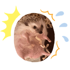 [LINEスタンプ] ハリネズミのうにちゃん2
