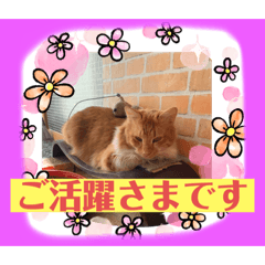 [LINEスタンプ] つぶやく動物たち