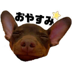 [LINEスタンプ] ❤️ミニピン boss❤️