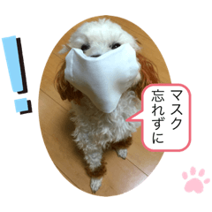 [LINEスタンプ] プードルSTAMP