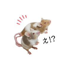 [LINEスタンプ] 小動物シンプルスタンプ