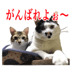 [LINEスタンプ] 猫たちのお気楽な毎日