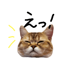 [LINEスタンプ] ぺこぽこステッカー