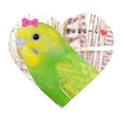 [LINEスタンプ] セキセイインコ メロン スタンプ！