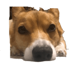 [LINEスタンプ] 第1弾コーギーとネコ