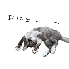 [LINEスタンプ] 日常、にゃー