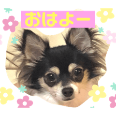 [LINEスタンプ] チワワのミーちゃん⭐︎