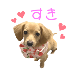 [LINEスタンプ] きなこ(チワックス)