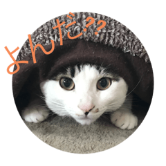 [LINEスタンプ] しげ家のネコたち