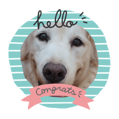 [LINEスタンプ] 天国と犬ちゃん