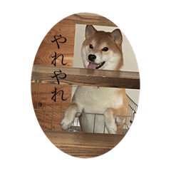 [LINEスタンプ] 犬かと思いきやアルパカ