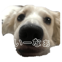 [LINEスタンプ] こまうのすたんぷ