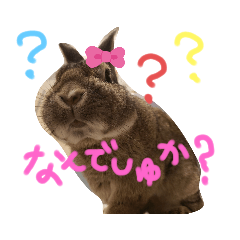 [LINEスタンプ] うちのうさぎと猫