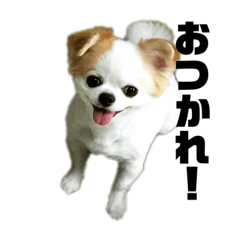 [LINEスタンプ] ちわわのティロとチャコ