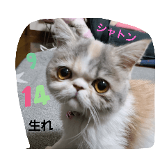 [LINEスタンプ] プリティエキゾ