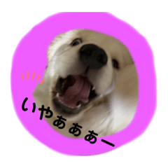[LINEスタンプ] ゴールデンレトリバー☆むぎ