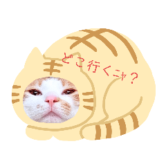 [LINEスタンプ] 猫のおうち生活