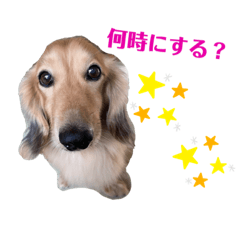 [LINEスタンプ] ミニチュアダックス♪
