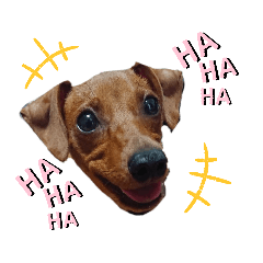 [LINEスタンプ] ミニピンハンナちゃん