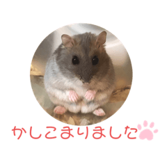 [LINEスタンプ] うちのハムスター ごはんさん