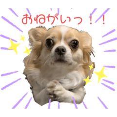 [LINEスタンプ] チワワのてん♡