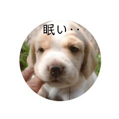 [LINEスタンプ] ハッピービーグル2 (特別版)