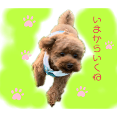[LINEスタンプ] トイプーのだっくん
